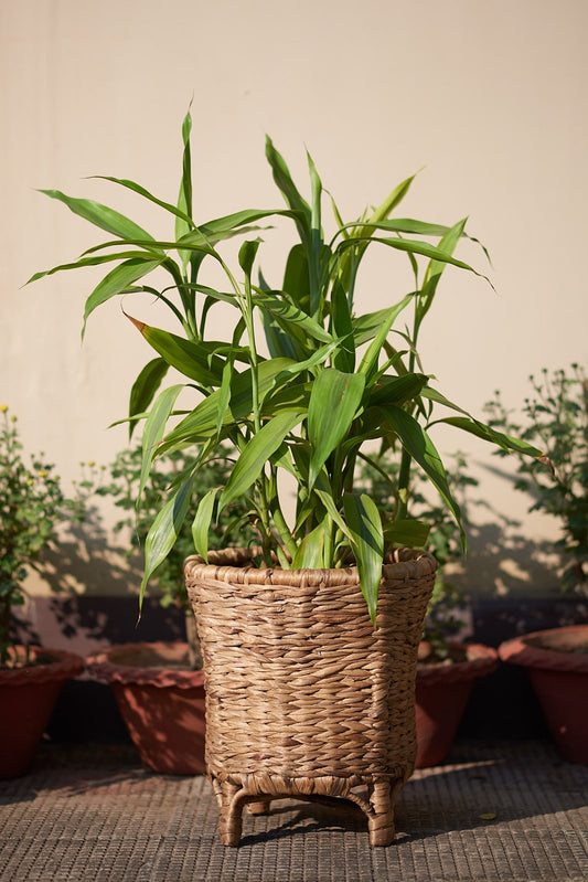 Planter - Water Hyacinth and Cane